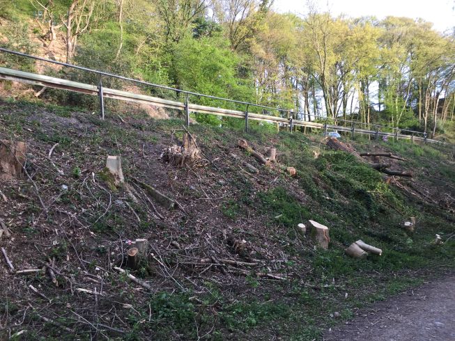 Antwortschreiben der Stadtverwaltung -Umwelt- „Rodungsarbeiten an der Wuppertalstraße“