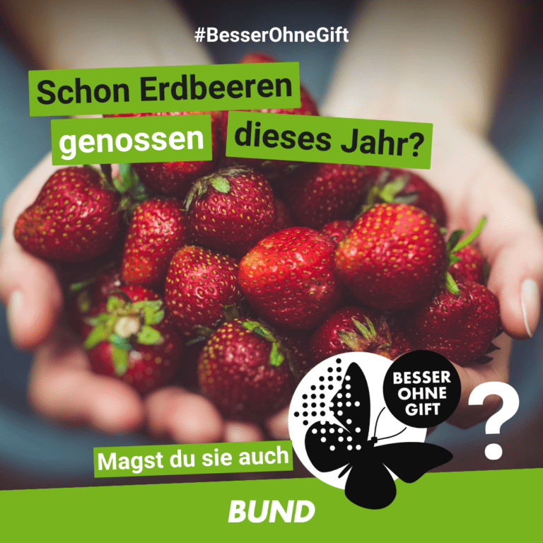 Erdbeertest-Pestizide-BUND_2023